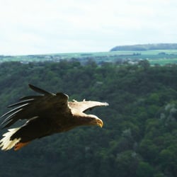 Adler im Flug