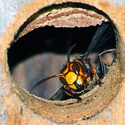 Hornissen im Vogelnistkasten