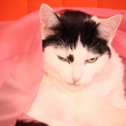 Bastet the Cat 2012 Teil 03