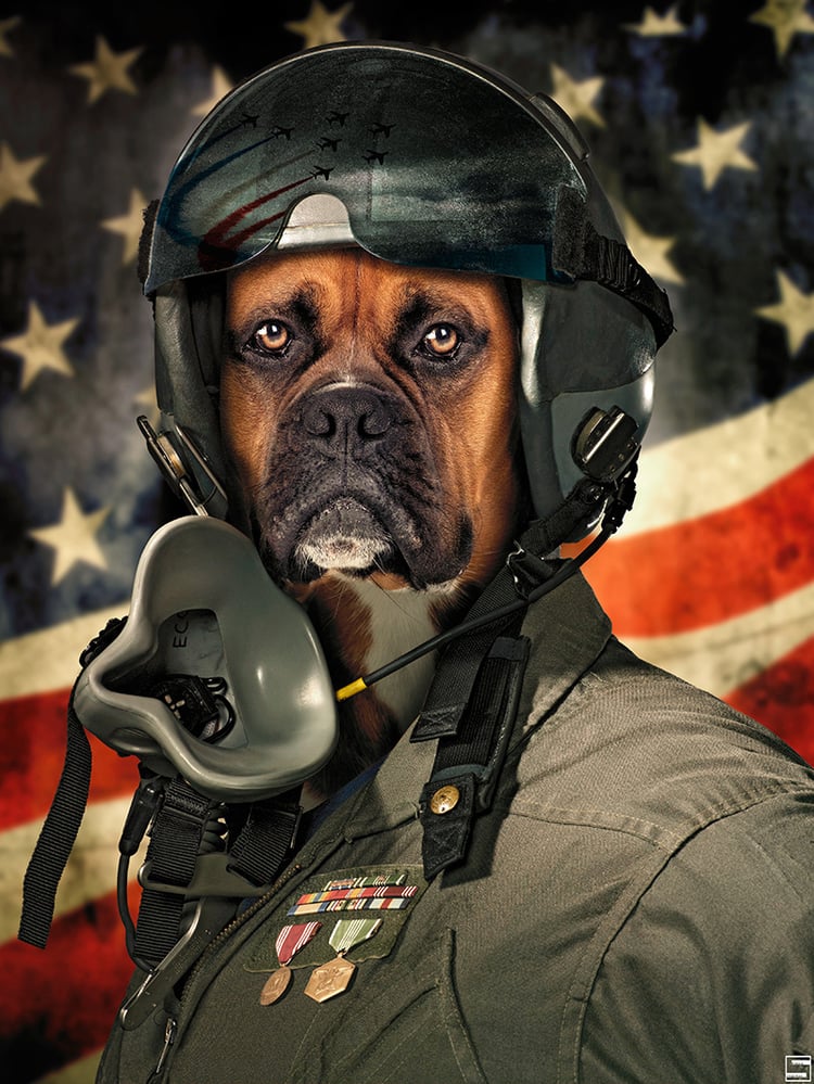 Dogfighter web