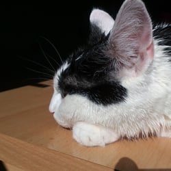 Bastet Experience 09