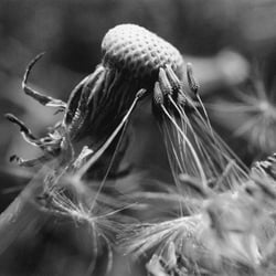 dandelion