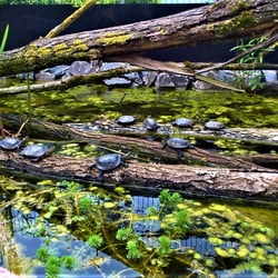 Viele kleine Schildkröten :)