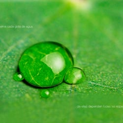 Green Peace