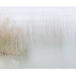 schilf, aquagrafie©