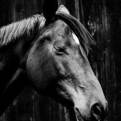 Harmony