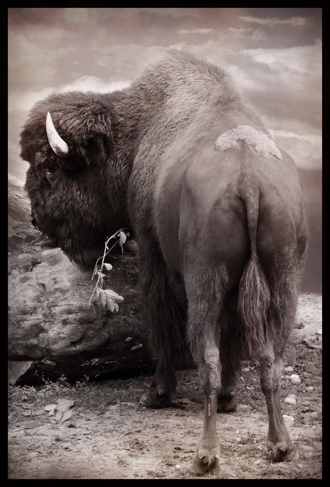 animals1