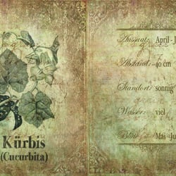 Kürbis