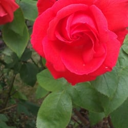Natur 2012 Blumen Rosen