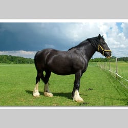 Esref Yilmaz/Fotografie: Tiere