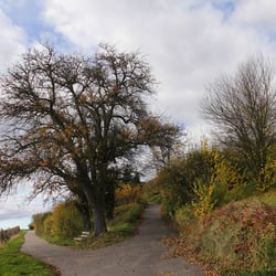 Herbstfarben 8273k
