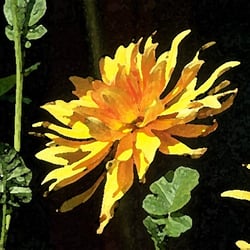 Dahlie,Fotoverfremdung