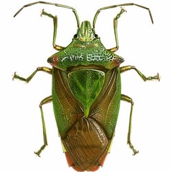 Blattwanze