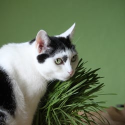 Bastet the Cat 2012 Teil 04