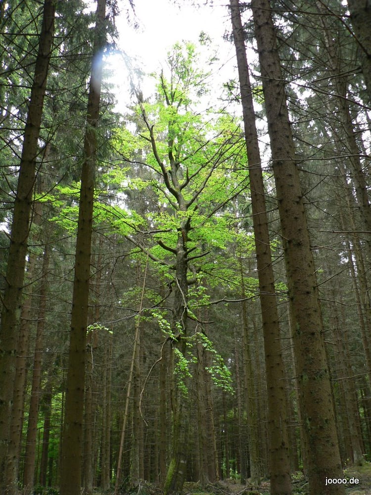 Tree Diversity