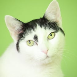 Bastet the Cat 2012 Teil 02