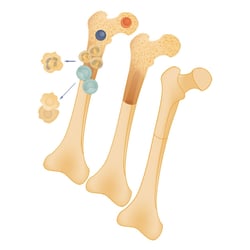 bone marrow & precursors