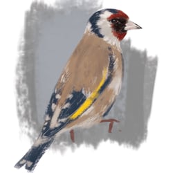 Stieglitz || goldfinch