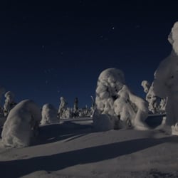 Die verschneiten Bäume des Riisitunturi-Nationalparks im Mondlicht