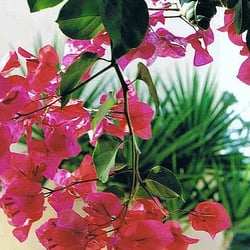 Bougainvilla vor Palme auf meiner Terrasse