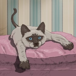 THE SIAMESE CAT