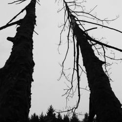 Pfälzer Wald