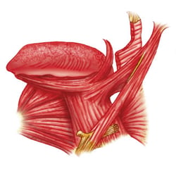 Zahntechnische Illustration