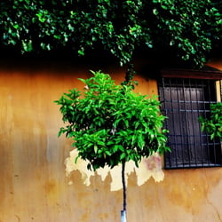 Imprssion Cordoba II