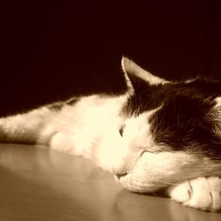 Bastet in Sepia No. 03