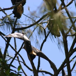 Nuku’Alofa, Polinesien, Südsee