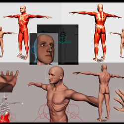 Anatomy Modeling & Rigging 2005