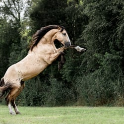 Mustang Sky