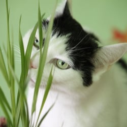 Bastet the Cat 2012 Teil 04