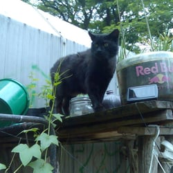 Kater