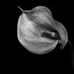 Blume-2070