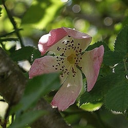 Wilde Rose