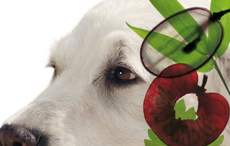 DINNER FOR DOGS / Verpackungsdesign, Vkf