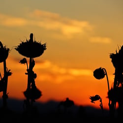 Sonnenblumenfeld beim Sonnenuntergang