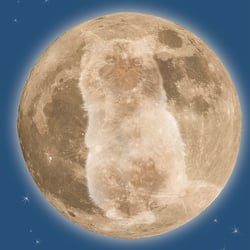 Mooncat Fotomontage