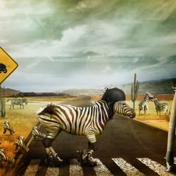 Zebrastreifen