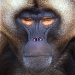 affe