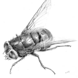 stubenfliege