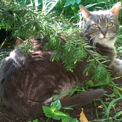 Cat and Nature 15