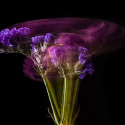 Limonium