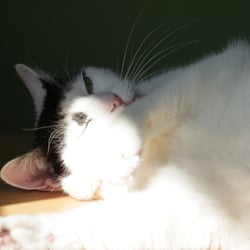 Bastet the Cat 2012 Teil 06