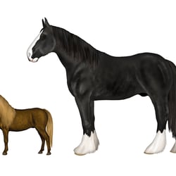 Deutsches Reitpony, Fallabella, Shire, Marwari