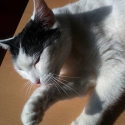 Bastet