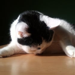 Bastet the Cat 2012 No. 22