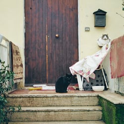 CATS – 35mm ANALOG SHOT
