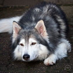 Husky Finn
